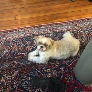 Meet your Posher, Roya